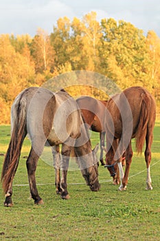 Appaloosa Horse photo