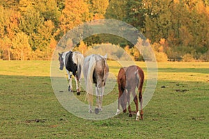 Appaloosa Horse photo