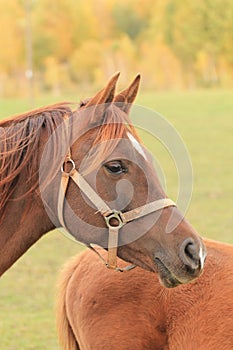 Appaloosa Horse photo