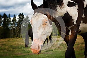 Appaloosa horse with blue eye