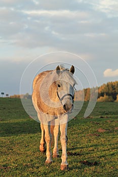 Appaloosa Horse photo