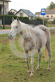 Appaloosa Horse photo
