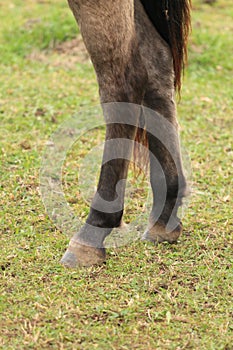 Appaloosa Horse photo