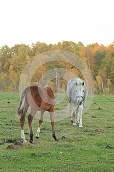 Appaloosa Horse photo