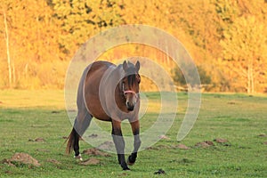 Appaloosa Horse photo