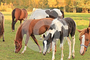 Appaloosa Horse photo