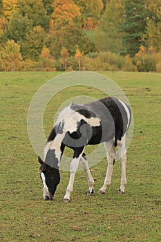 Appaloosa Horse photo