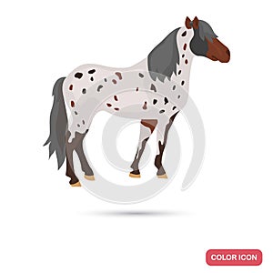 Appaloosa horse color flat icon