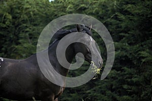 Appaloosa Horse eating Grass