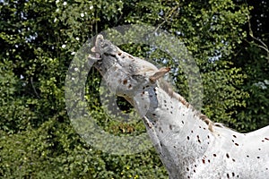 Appaloosa Horse in Flehmen