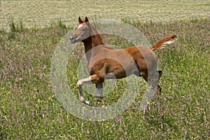 Appaloosa Horse, Foal Galloping through Meadow