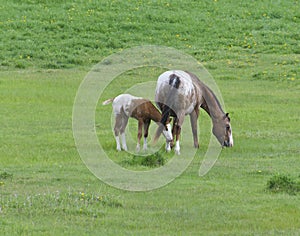 Appaloosa Horse Foal with Mare