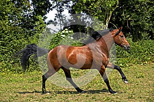 Appaloosa Horse Galloping