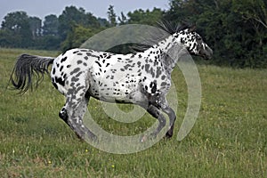 Appaloosa Horse Galloping