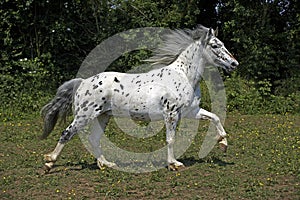 Appaloosa Horse Galloping through Meadow