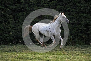 Appaloosa Horse Galloping through Meadow