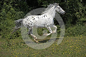 Appaloosa Horse Galloping through Paddock