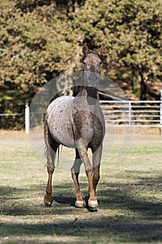 Appaloosa horse galloping towards the camera in a fenced field