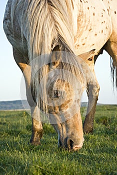 Appaloosa horse grazing. photo