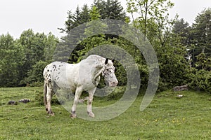 Appaloosa Horse grazing in paddock in the Haute Pyrenees Nature Parc