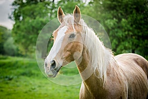 Appaloosa horse on the green meadow