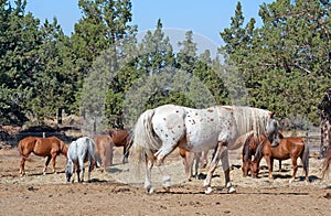 Appaloosa Horse Guarding His Herd