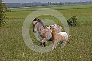 Appaloosa Horse, Mare with Foal in Meadow