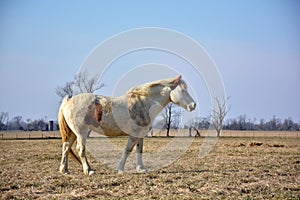 The Appaloosa horse out on the farm field .