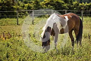 Appaloosa Horse in a Pasture