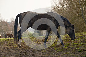 Appaloosa horse pasturing