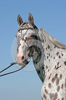 Appaloosa horse portrait