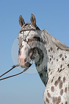 Appaloosa horse portrait