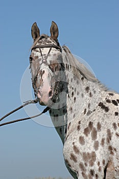 Appaloosa horse portrait