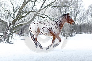 Appaloosa horse running gallop in winter forest