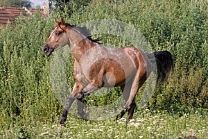 Appaloosa horse running on meadow