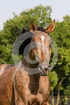 Appaloosa horse running on meadow