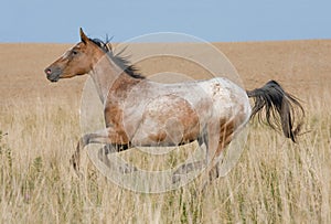 Appaloosa horse running on meadow