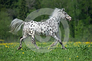 Appaloosa horse runs gallop on the meadow in summer time