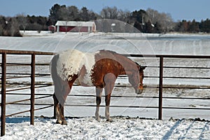 Appaloosa horse in Snow