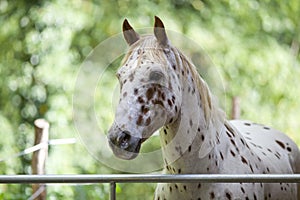 Appaloosa Horse with spots portait. White colour with brown spots