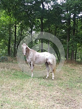 Appaloosa Horse Standing