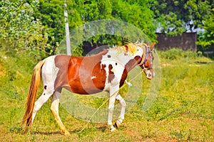 Appaloosa horse on standing grass field,beautiful view of Arabian horse,Nice young appaloosa horse running,brown horse beautiful