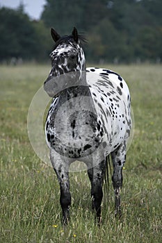 Appaloosa Horse standing in Meadow