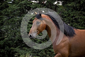 Appaloosa Horse standing in Paddock