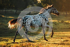 Appaloosa horse at sunrise photo