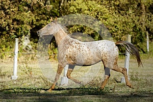 Appaloosa horse trotting in the meadow under the sun