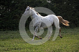 Appaloosa Horse Trotting through Paddock