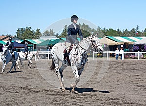 Appaloosa Horse Warm Up