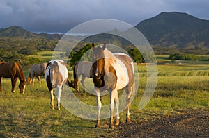 Appaloosa horses photo