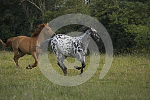 Appaloosa Horses Galloping through Meadow